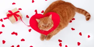 Los Mejores Regalos para Gatos Caseros: Activos, Estimulados y Felices 😻