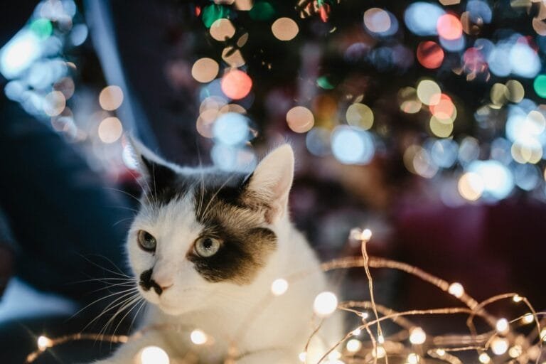 black and white cat lyes beside lighted string light