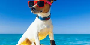 Las mejores Camas Refrescantes para Perros de 2024 🐶