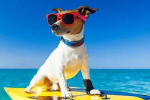 Las mejores Camas Refrescantes para Perros de 2024 🐶