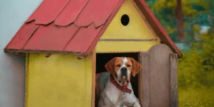 Casetas para perros grandes de exterior: ¡Elige la mejor! 🐶