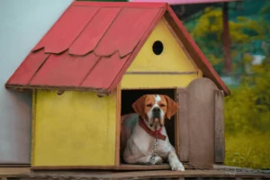 Casetas para perros grandes de exterior: ¡Elige la mejor! 🐶