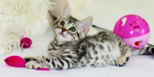 Productos para gatitos: 10 imprescindibles que no pueden faltar😻