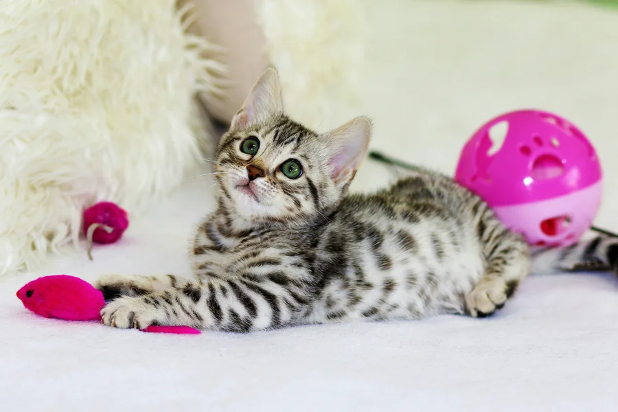 Productos para gatitos: 10 imprescindibles que no pueden faltar😻 Productos para gatitos pequeños