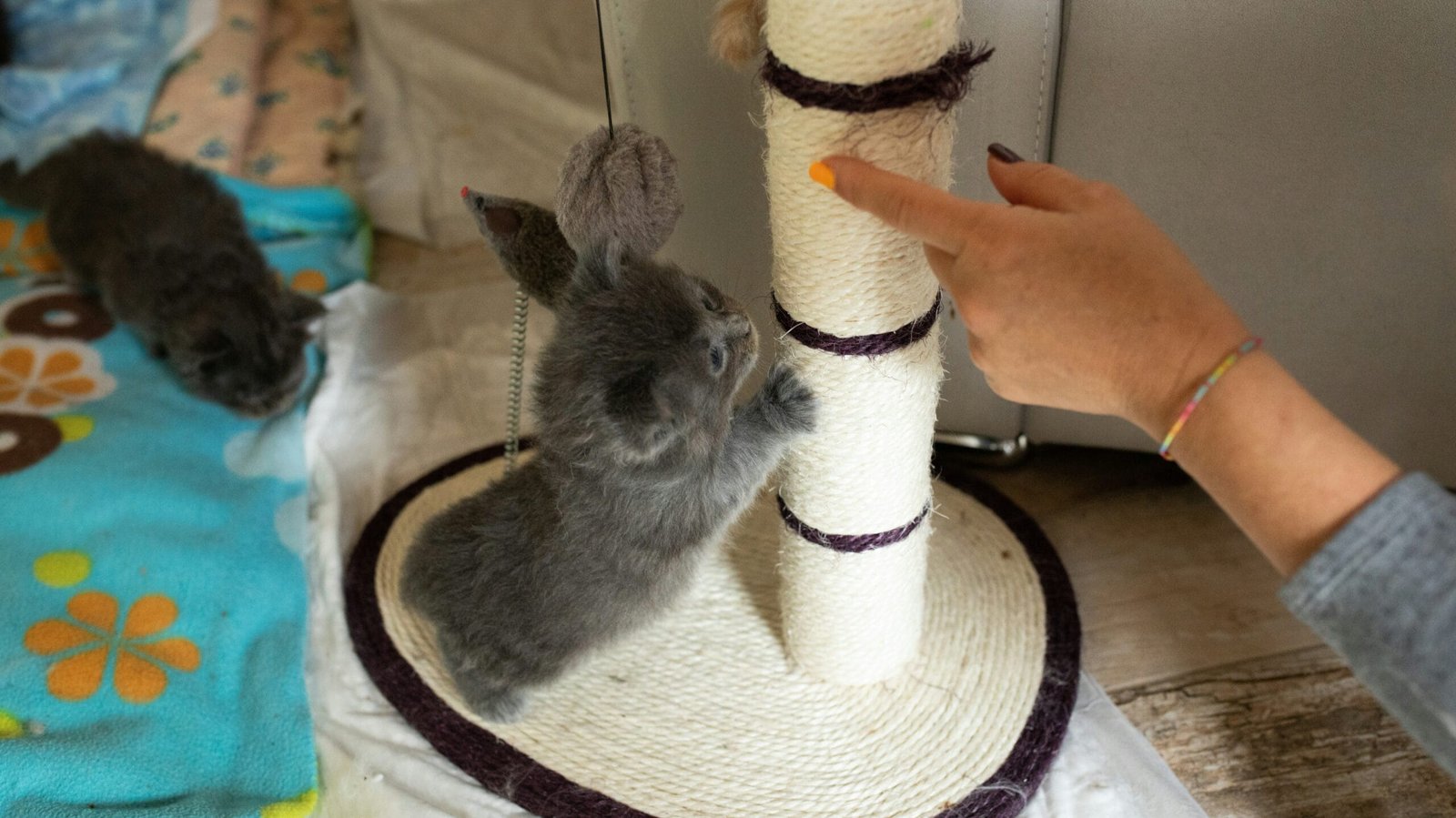 Productos para Gatitos: rascador