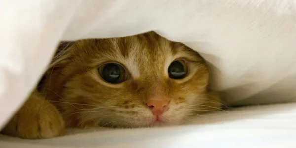 Productos para gatitos: 10 imprescindibles que no pueden faltar😻 Productos para gatitos: 10 esenciales