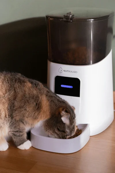 Productos para gatitos: 10 imprescindibles que no pueden faltar😻 Productos para gatitos: comedero