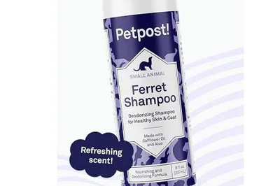 El Hurón como Mascota: Todo lo que Necesitas Saber 🦝 El Hurón como Mascota: champú
