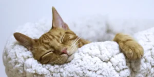 Spray de feromonas para gatos ansiosos y miedosos 😻