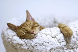 Spray de feromonas para gatos ansiosos y miedosos 😻