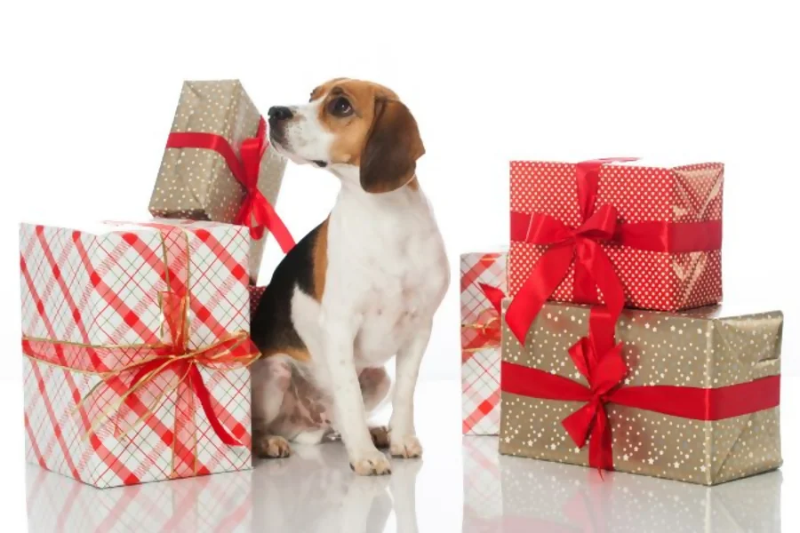 Regalos para Perros: Ideas Innovadoras y Exclusivas para el 2025🐕 Regalos para perros: portada