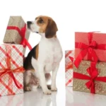 Regalos para Perros: Ideas Innovadoras y Exclusivas para el 2025🐕