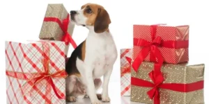 Regalos para Perros: Ideas Innovadoras y Exclusivas para el 2025🐕