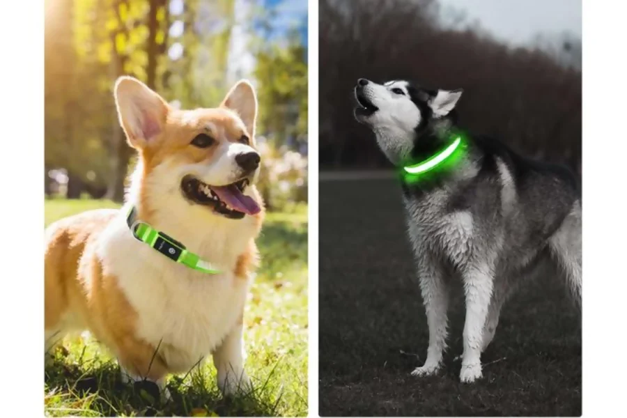 Regalos para Perros: Ideas Innovadoras y Exclusivas para el 2025🐕 Regalos para perros: collar luminoso