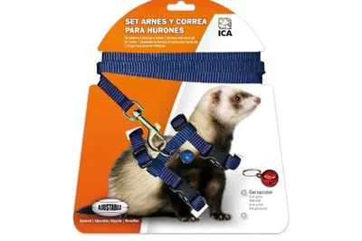 El Hurón como Mascota: Todo lo que Necesitas Saber 🦝 El Hurón como Mascota: arnés y correa