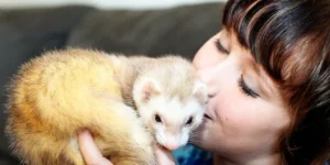 El Hurón como Mascota: Todo lo que Necesitas Saber 🦝