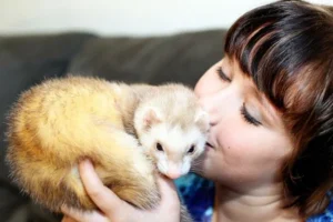 El Hurón como Mascota: Todo lo que Necesitas Saber 🦝