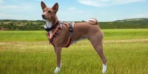 Localizador GPS para Perros sin Cuotas: Guía 2025 para elegir el mejor🐕