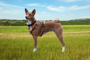 Localizador GPS para Perros sin Cuotas: Guía 2025 para elegir el mejor🐕