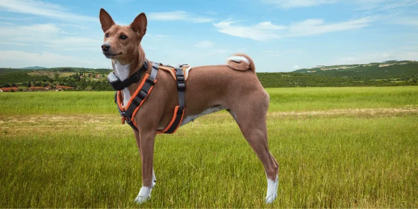 Localizador GPS para Perros sin Cuotas: Guía 2025 para elegir el mejor🐕 Localizador GPS para perros sin cuotas: portada