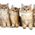 1000 Nombres para gatos: originales, graciosos y con significado 😻