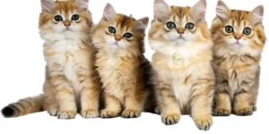 1000 Nombres para gatos: originales, graciosos y con significado 😻