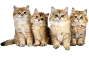 1000 Nombres para gatos: originales, graciosos y con significado 😻