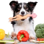 Alimentos Tóxicos para Perros: ¡Protege su Salud Ahora! 🍖🐶