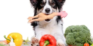 Alimentos Tóxicos para Perros: ¡Protege su Salud Ahora! 🍖🐶