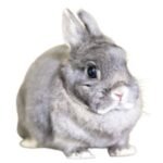 Un Conejo como Mascota: Razas, cuidados y productos esenciales 🐰 Conejo como mascota