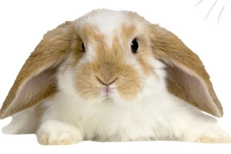 Un Conejo como Mascota: Razas, cuidados y productos esenciales 🐰 Conejo como mascota