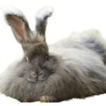 Un Conejo como Mascota: Razas, cuidados y productos esenciales 🐰 Conejo domestico