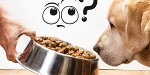 Mi perro no quiere comer: Descubre ya por qué y qué hacer 🐶❤️