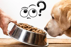 Mi perro no quiere comer: Descubre ya por qué y qué hacer 🐶❤️