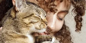 El Lenguaje Corporal de los Gatos: Aprende a Descifrarlo